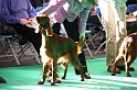 Crufts2011 058